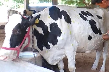 चांदना ने लम्पी वायरस के संक्रमण से बचाव के लिए यह योगदान दिया