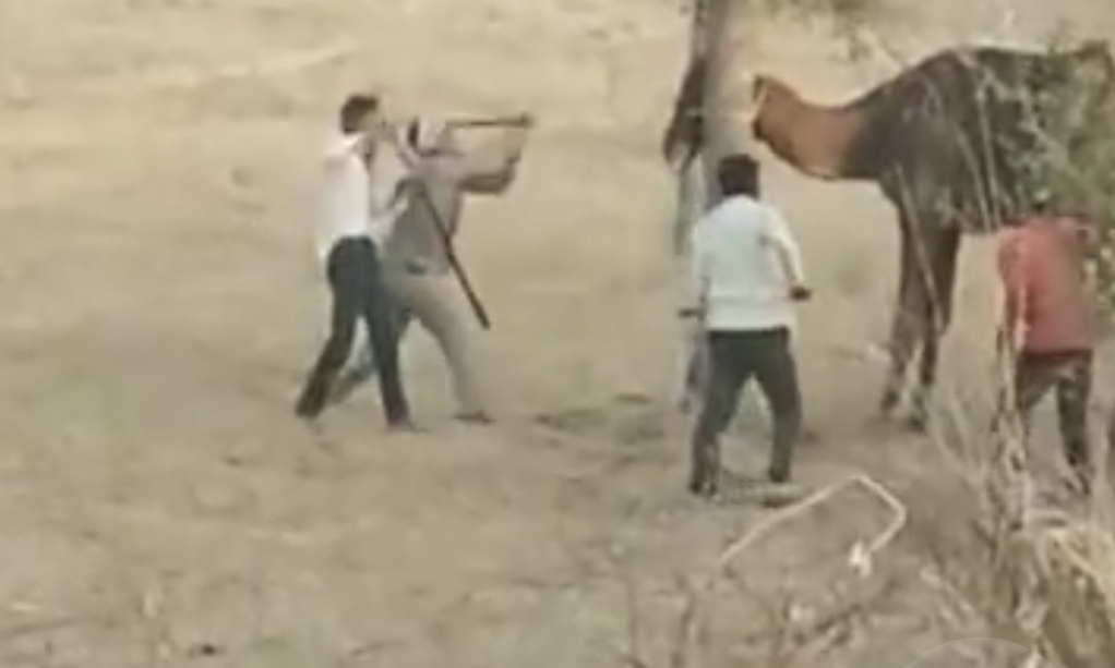 ऊंट ने गर्दन मरोड़ कर मालिक को मारा, परिवार ने पीट-पीटकर कर दी उसकी हत्या
