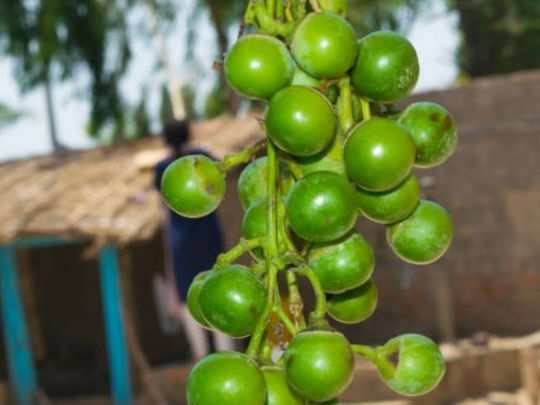 कई बीमारियों को दूर करने वाला फल है लसोड़ा, इसके पत्ते और बीज तक हैं सेहत के लिए फायदेमंद