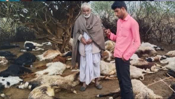 राजस्थान: तेज हवाओं के साथ बारिश, आकाशीय बिजली गिरने से बड़ी संख्या में जानवरों की मौत