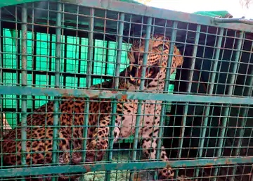 पाकिस्तानी लेपर्ड ने भारत की सीमा में घुस कर किया बकरी का शिकार,  ट्रेंक्युलाइज कर पिंजरे में डाला