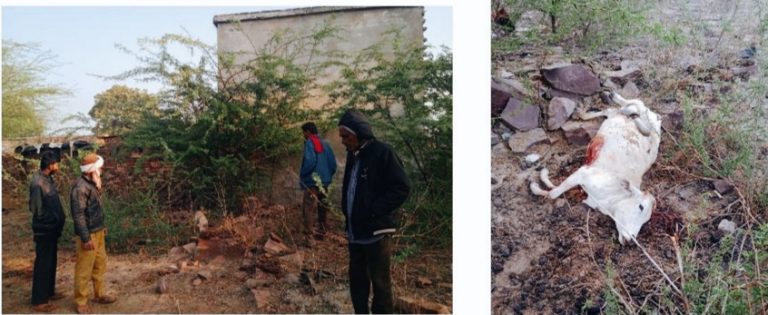 कोटा के गांव में जंगली जानवर का आतंक, दो गायों को मार डाला, ग्रामीणों का दावा-यह पैंथर है, परेशान ग्रामीण मंत्री के पास पहुंचे