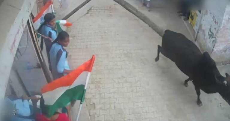 तिरंगा यात्रा में लड़ते हुए घुस गए दो सांड, मच गई भगदड़, 15 विद्यार्थी घायल