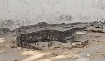 सड़क पर आया मगरमच्छ, कुत्ते को देख भागने लगा, एक लड़के ने मुंह दबोच काबू में किया, नाले में वापस सुरक्षित छोड़ा